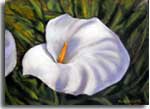 Rosa's Calla Lily