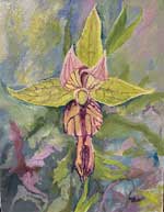 Stream Orchid