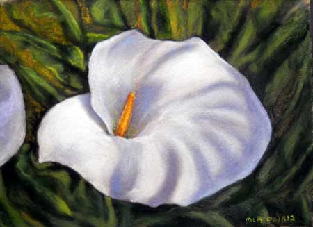 Rose's Calla Lily