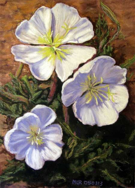 White Desert Primrose